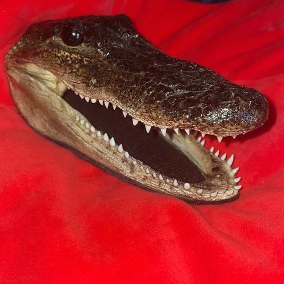 VEGAN alligator art crocodile art gator head art piece not real faux leather - Picture 2 of 4